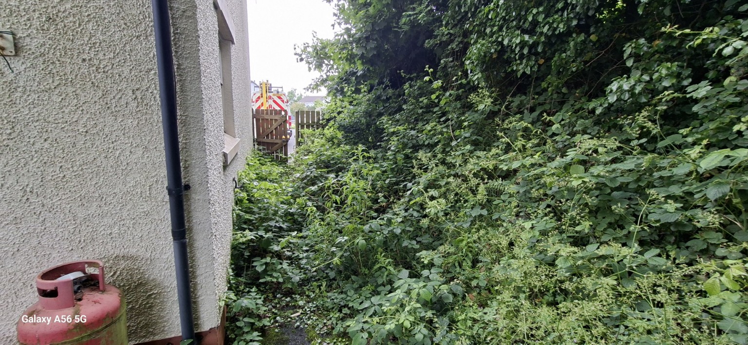Overgrown garden and restricted access before clearance